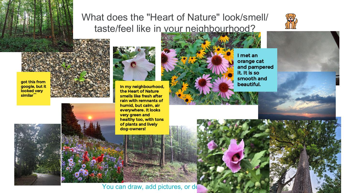 Jamboard collage of photos taken by students during nature walk Jamboard collage of photos taken by students during nature walk